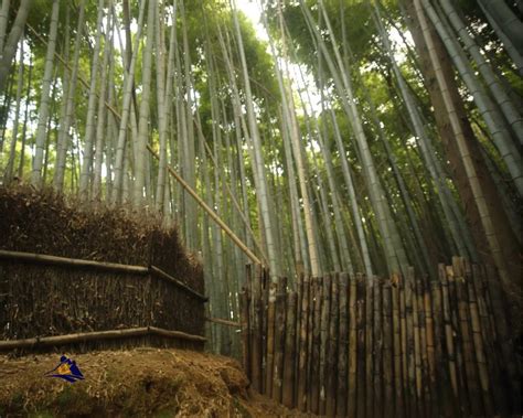  A Fantástica Floresta de Bambu: Uma Imersão Relaxante na Natureza de Tianshui!