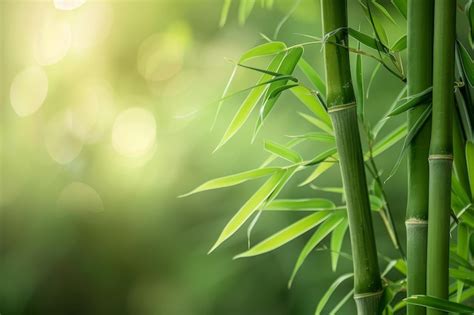 Floresta de Bambu: Uma Sinfonia Verde em Chiang Rai!