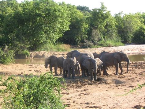 O Parque Nacional de Yankari: Uma Odisseia Selvagem Através da Natureza Nigeriana!